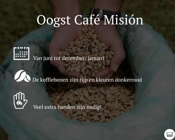 Koffie plukken in Costa Rica | Zwartekoffie.nl