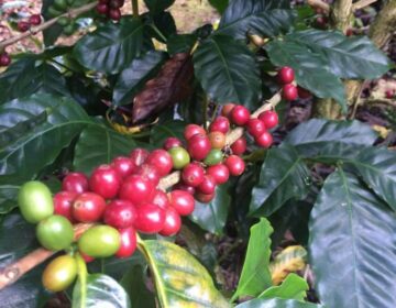 Hoe een koffieplant groeit | Zwartekoffie