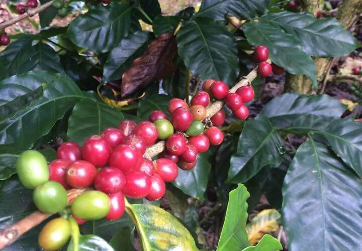 Hoe een koffieplant groeit | Zwartekoffie
