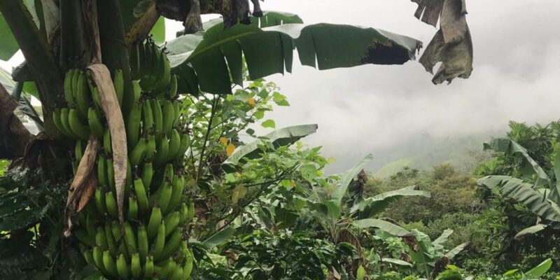 4 pijlers van Direct Trade